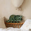 Little Lights Triceratops Lamp